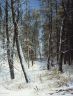 Шишкин И.И. Зима в лесу (Иней)